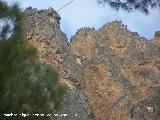 Pjaro Buitre leonado - Gyps fulvus. Buitreras. El Malandante - Yeste