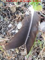 Pjaro Buitre leonado - Gyps fulvus. Pluma. Cueva de los Molinos - Los Villares