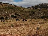 Caballo - Equus caballus. Pilar de los Potros - Torredelcampo