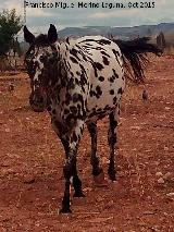 Caballo - Equus caballus. Dlmata. Santisteban del Puerto