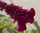 Cresta de gallo - Celosia argentea var. cristata. Navas de San Juan