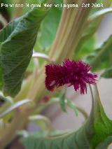 Cresta de gallo - Celosia argentea var. cristata. Navas de San Juan