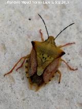 Chinche del cuero - Carpocoris purpureipennis. Los Villares