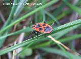 Chinche roja - Pyrrhocoris apterus. Navas de San Juan