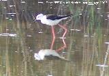 Pjaro Cigeuela - Himantopus himantopus. Santa Pola