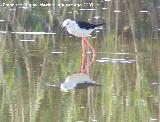 Pjaro Cigeuela - Himantopus himantopus. Santa Pola