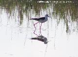 Pjaro Cigeuela - Himantopus himantopus. Santa Pola