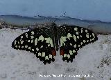 Mariposa del Limn - Papilio demoleus. Granada