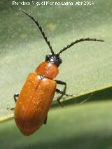 Escarabajo cerambcido - Corymbia rubra. Arquillos el Viejo - Vilches