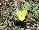 Mariposa Colia - Colias crocea. Segura