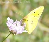 Mariposa Colia - Colias crocea. Segura