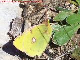 Mariposa Colia - Colias crocea. Otiar - Jan