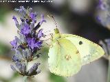 Mariposa Colia - Colias crocea. Las Castaetas - Villacarrillo