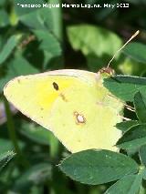 Mariposa Colia - Colias crocea. 