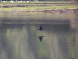 Pjaro Cormorn - Phalacrocorax carbo. Pantano del Guadaln - Arquillos