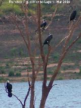 Pjaro Cormorn - Phalacrocorax carbo. Pantano de Giribaile - beda