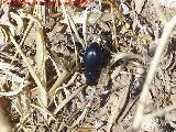 Escarabajo Tentyria - Tentyria sp. Pea de Martos - Martos