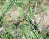 Mariposa dorada de manchas blancas - Hesperia comma. Segura