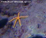 Estrella grcil - Chaetaster longipes. Santa Pola