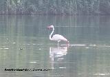 Pjaro Flamenco - Phoenicopteus ruber. Santa Pola