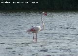 Pjaro Flamenco - Phoenicopteus ruber. Santa Pola