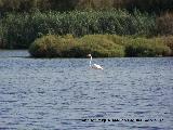 Pjaro Flamenco - Phoenicopteus ruber. Santa Pola