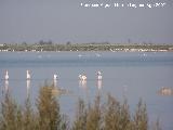 Pjaro Flamenco - Phoenicopteus ruber. Santa Pola