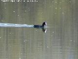 Pjaro Focha - Fulica atra. Laguna Grande - Baeza