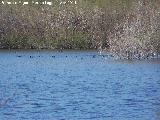 Pjaro Focha - Fulica atra. Laguna La Charca - Baeza