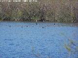 Pjaro Focha - Fulica atra. Laguna La Charca - Baeza