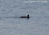 Pjaro Focha - Fulica atra. Santa Pola