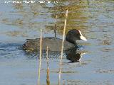 Pjaro Focha - Fulica atra. Laguna Dulce - Campillos