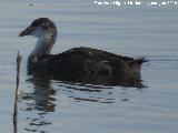 Pjaro Focha - Fulica atra. Pollo. Laguna Dulce - Campillos