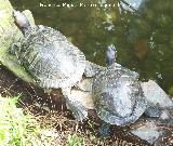 Galpago de Florida - Trachemys scripta. Granada