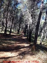 Cerro Cao Quebrado. Pinares