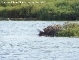 Pjaro Garceta - Egretta garzetta. Santa Pola