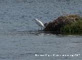 Pjaro Garceta - Egretta garzetta. Santa Pola