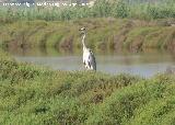 Pjaro Garza real - Ardea cinerea. Santa Pola