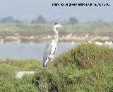 Pjaro Garza real - Ardea cinerea. Santa Pola