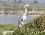 Pjaro Garza real - Ardea cinerea. Santa Pola