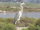 Pjaro Garza real - Ardea cinerea. Santa Pola