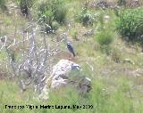 Pjaro Garza real - Ardea cinerea. Quiebrajano. Valdepeas