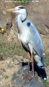 Pjaro Garza real - Ardea cinerea. Charca del Peasquillo - Valverde del Camino