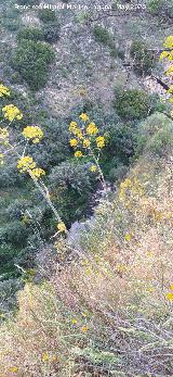 Cerro Toledo. Altura