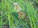 Cuchara de pastor - Leuzea conifera. Segura