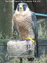 Pjaro Halcn peregrino - Falco peregrinus. Riopar