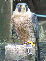 Pjaro Halcn peregrino - Falco peregrinus. Riopar