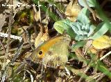 Mariposa lobito agreste - Pyronia tithonus. Segura