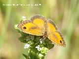 Mariposa lobito agreste - Pyronia tithonus. Segura