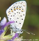 Mariposa naranjita rabicorta - Everes argiades. Segura